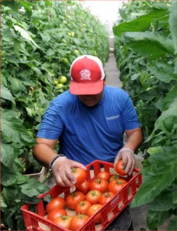 Palestinians-Col3 Palestinians-Col3